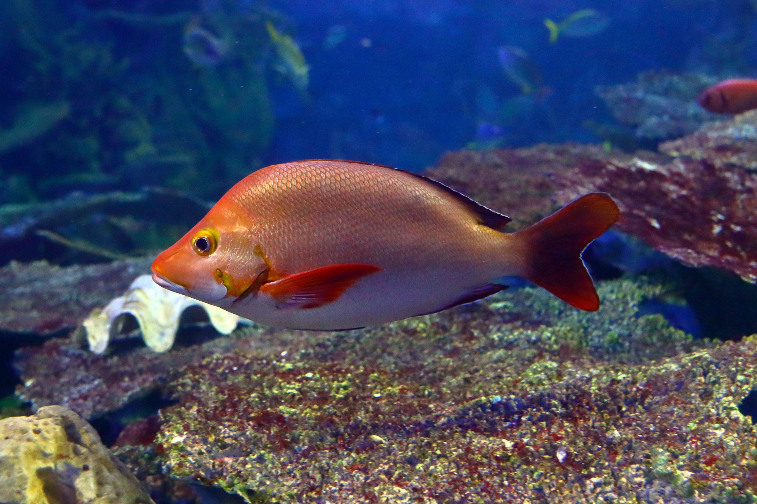 ヒメフエダイ - 生きもの図鑑 鳥羽水族館