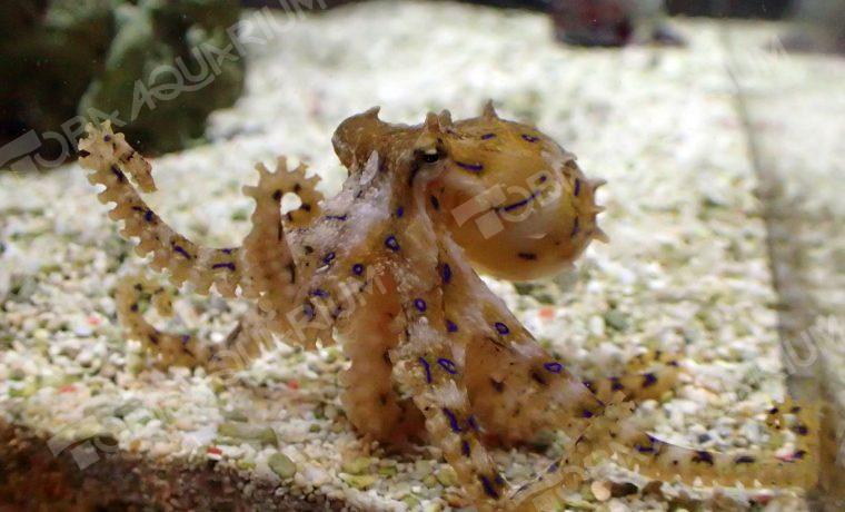 ヒョウモンダコ - 生きもの図鑑 鳥羽水族館