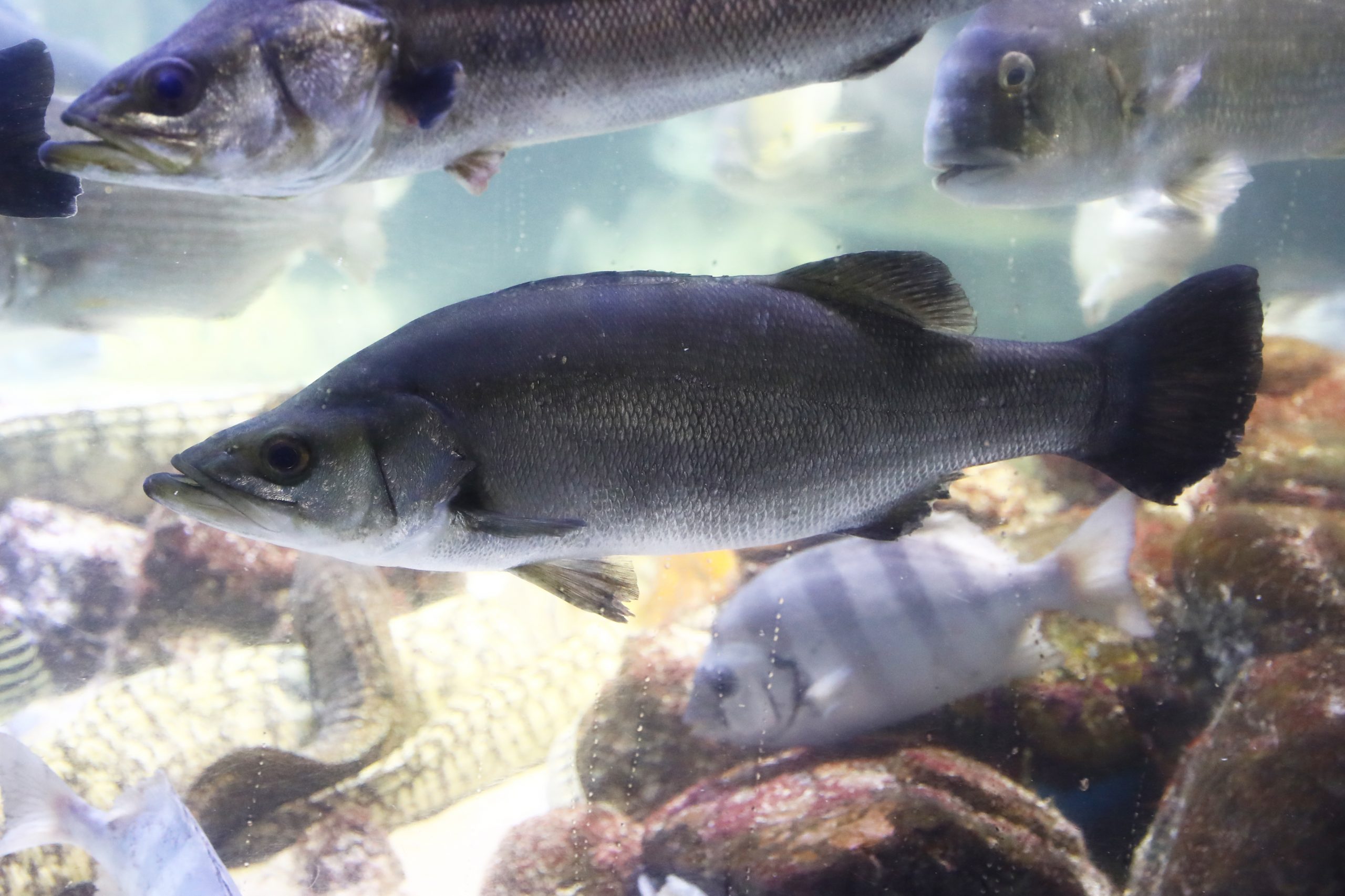 ヒラスズキ - 生きもの図鑑 鳥羽水族館