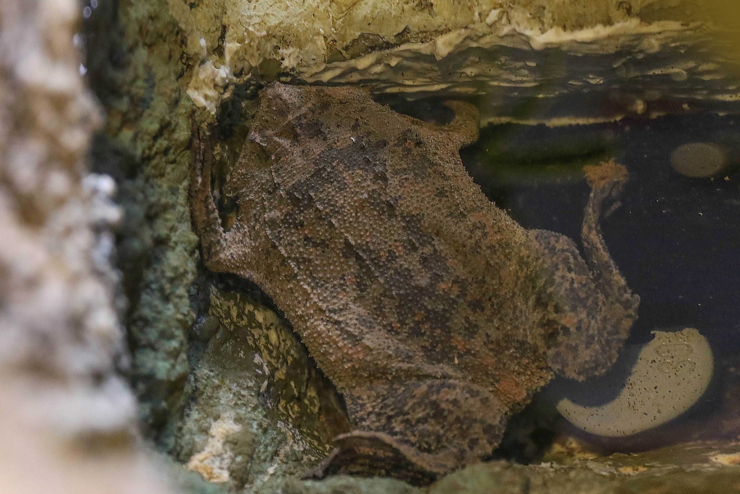 ヒラタピパ - 生きもの図鑑 鳥羽水族館