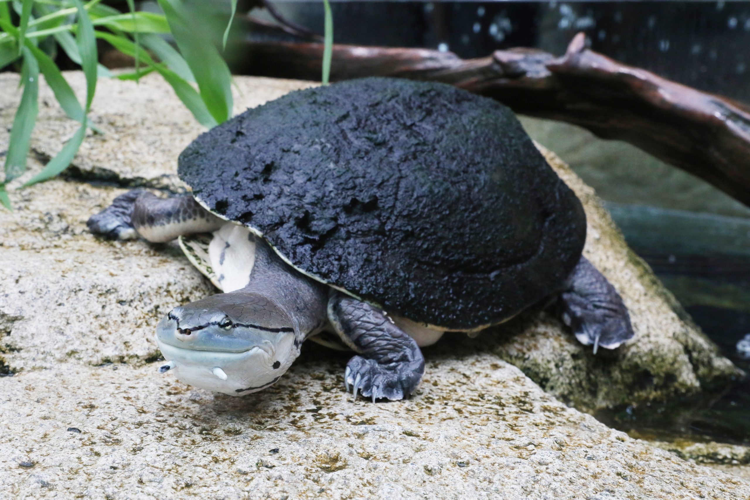 ヒラリーカエルガメ - 生きもの図鑑 鳥羽水族館