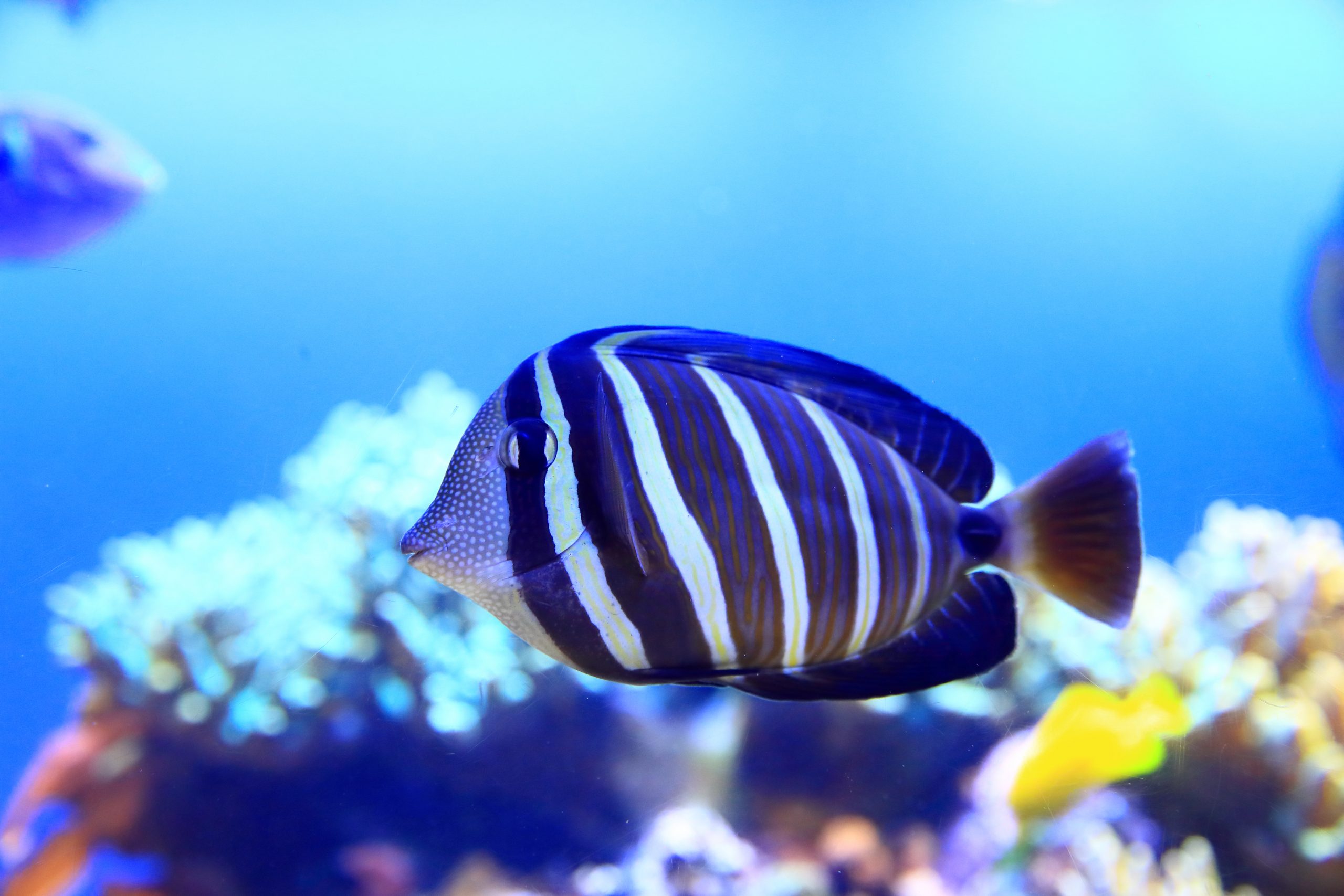 ヒレナガハギ - 生きもの図鑑 鳥羽水族館