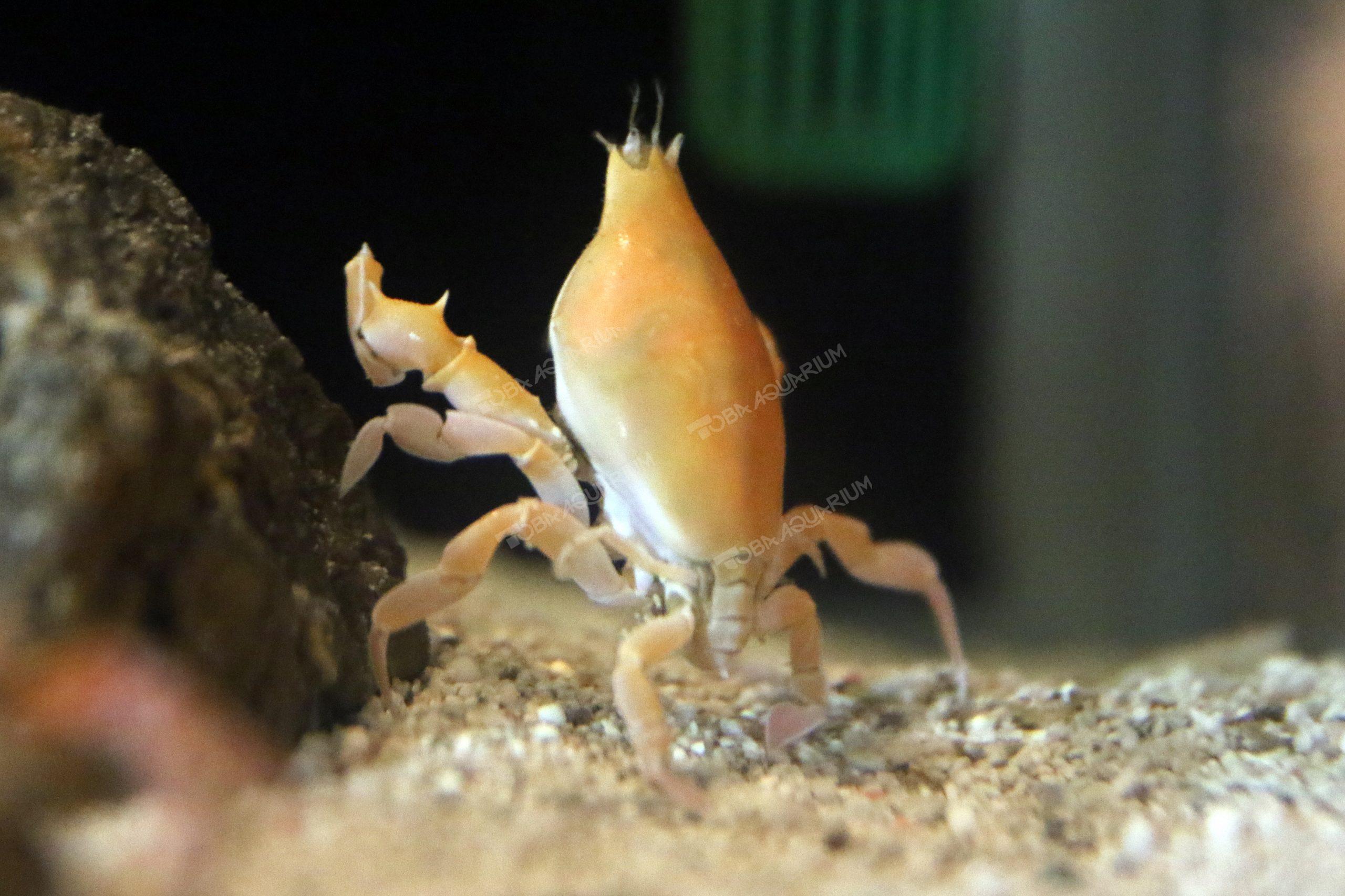 ビワガニ - 生きもの図鑑 鳥羽水族館