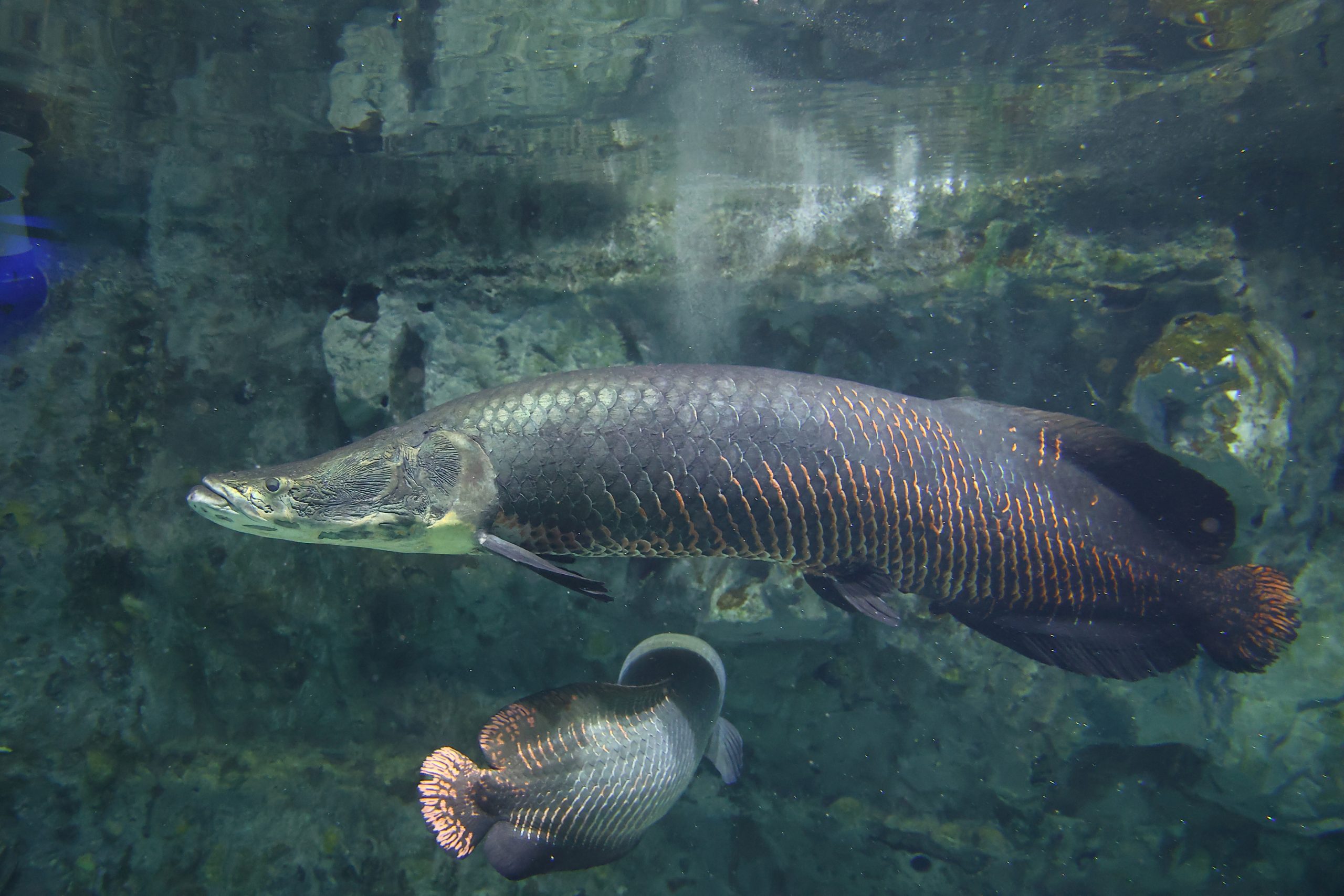 ピラルク - 生きもの図鑑 鳥羽水族館