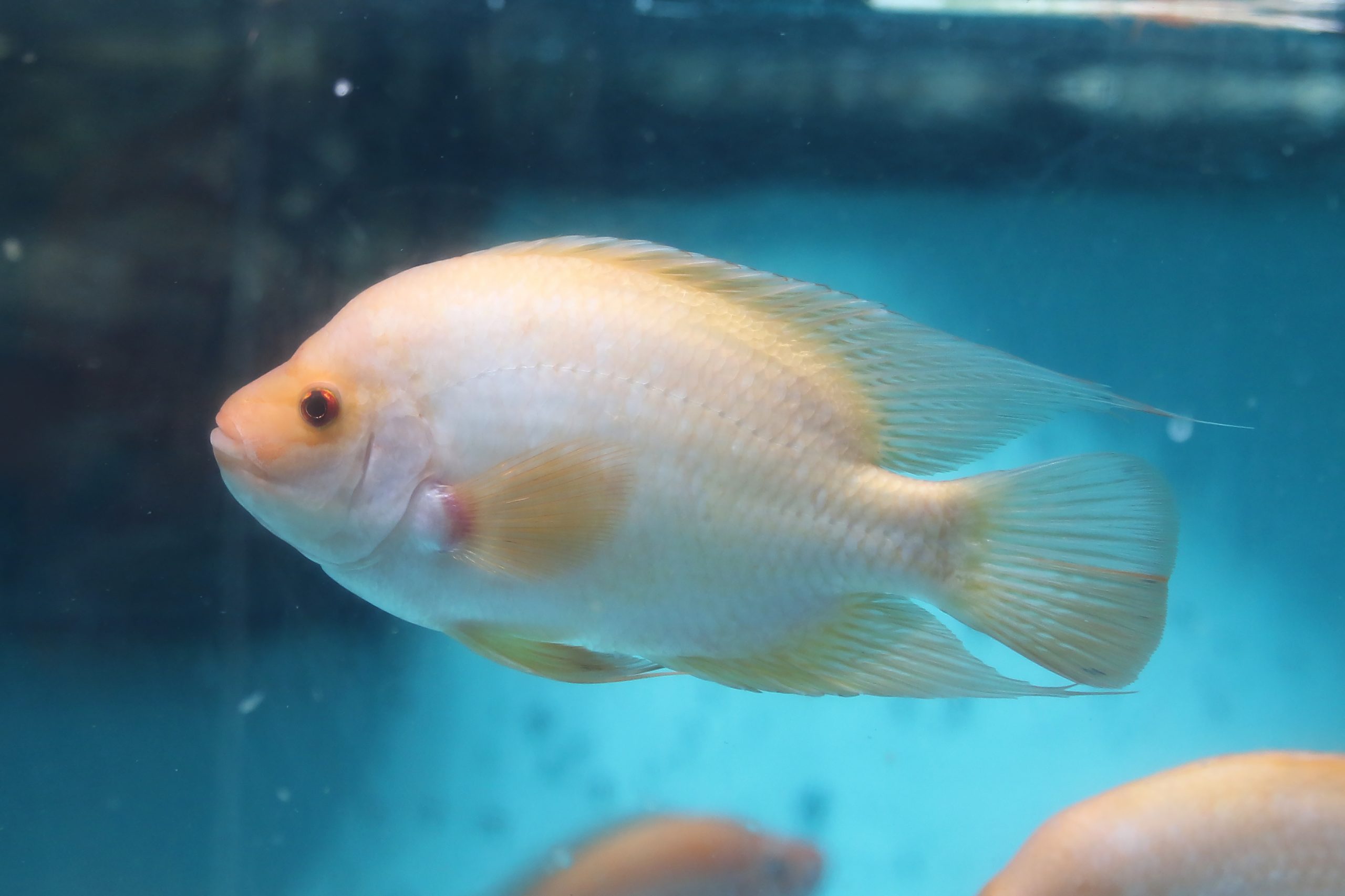 フラミンゴシクリッド フラミンゴ・シクリッド - 生きもの図鑑 鳥羽水族館