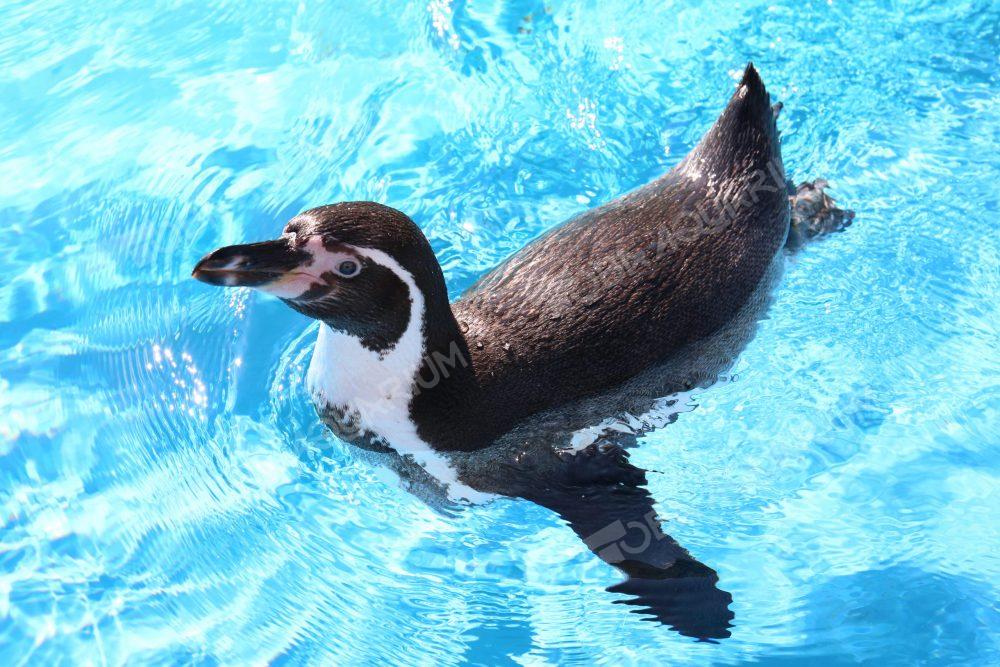 フンボルトペンギン - 生きもの図鑑 鳥羽水族館