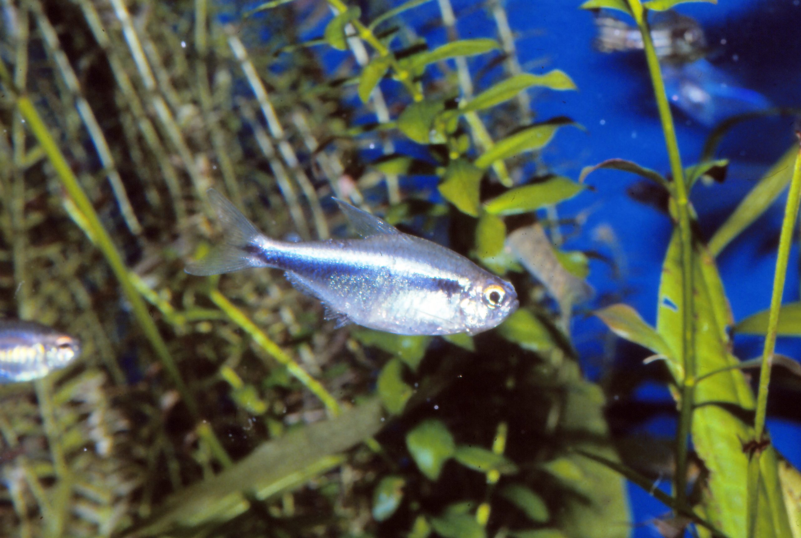 ブラックネオンテトラ - 生きもの図鑑 鳥羽水族館