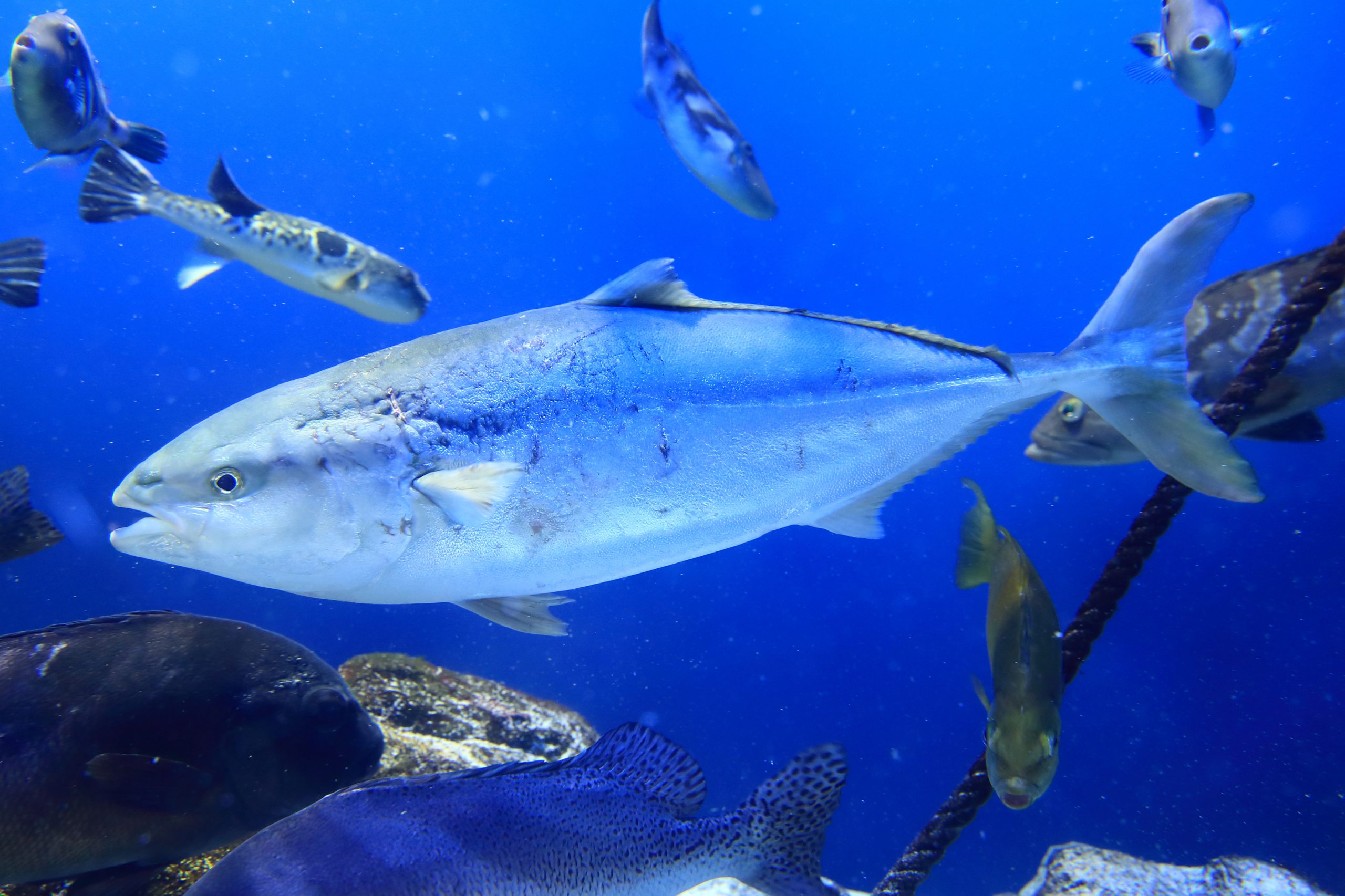 ブリ - 生きもの図鑑 鳥羽水族館