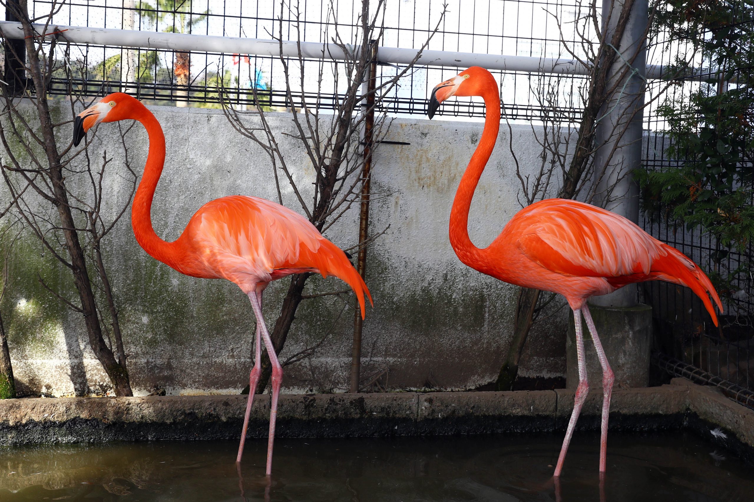 ベニイロフラミンゴ - 生きもの図鑑 鳥羽水族館