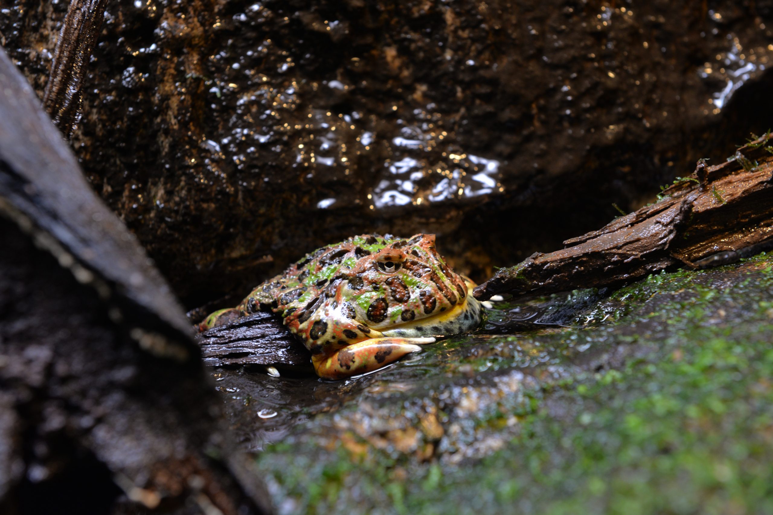 ベルツノガエル - 生きもの図鑑 鳥羽水族館