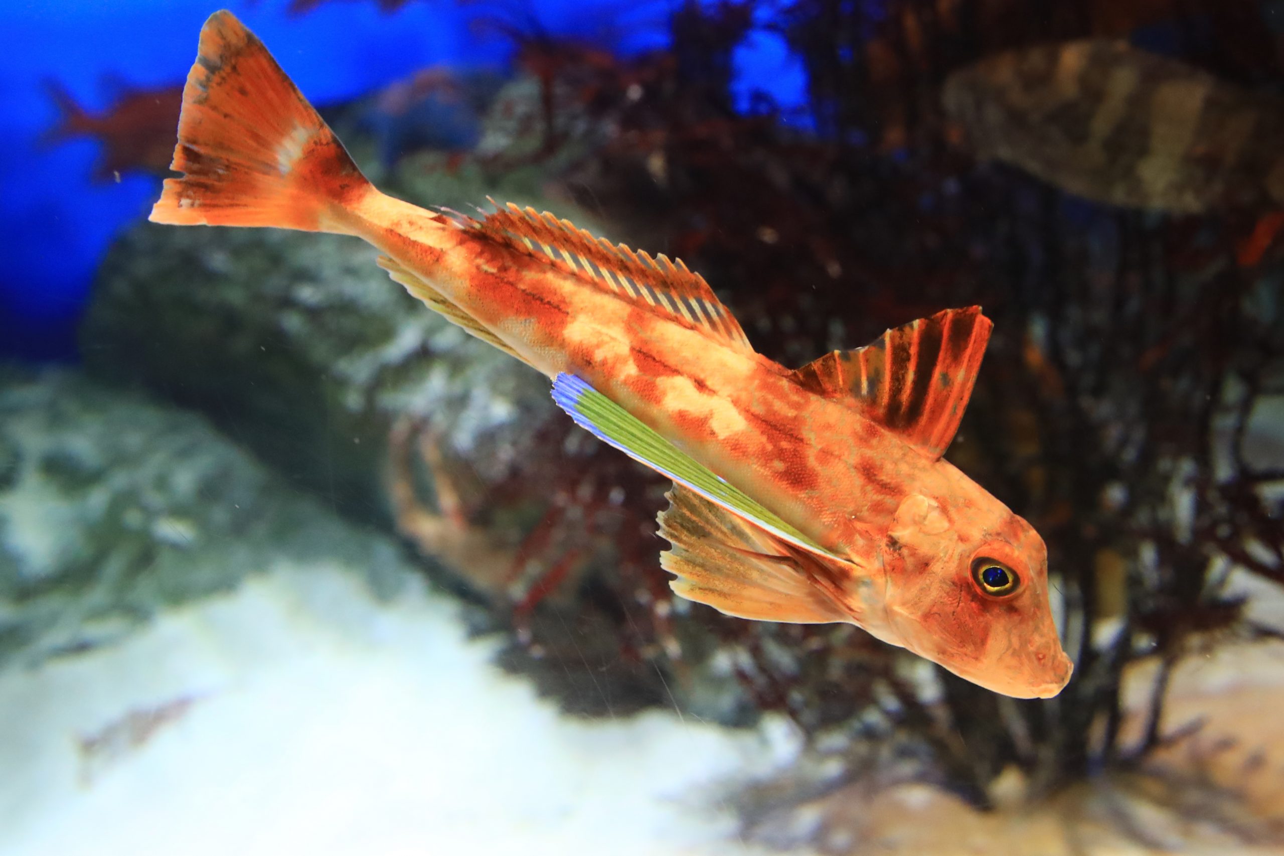 ホウボウ 約30cm ホウボウ - 生きもの図鑑 鳥羽水族館