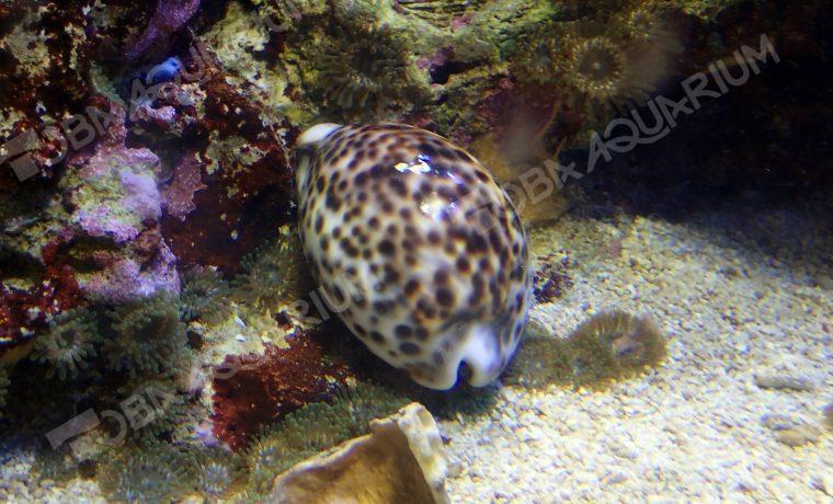 ホシダカラ - 生きもの図鑑 鳥羽水族館