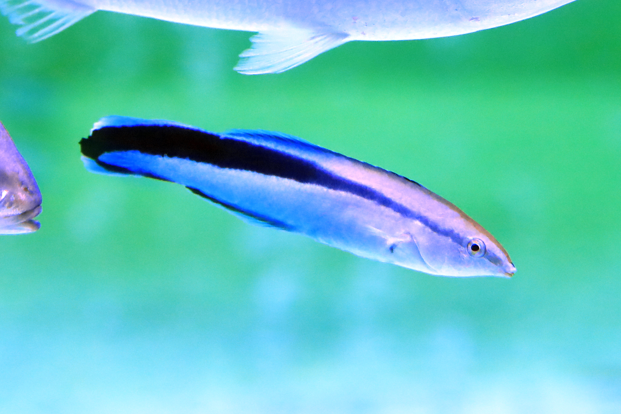 ホンソメワケベラ ５匹セット SM/MSサイズ ホンソメワケベラ - 生きもの図鑑 鳥羽水族館