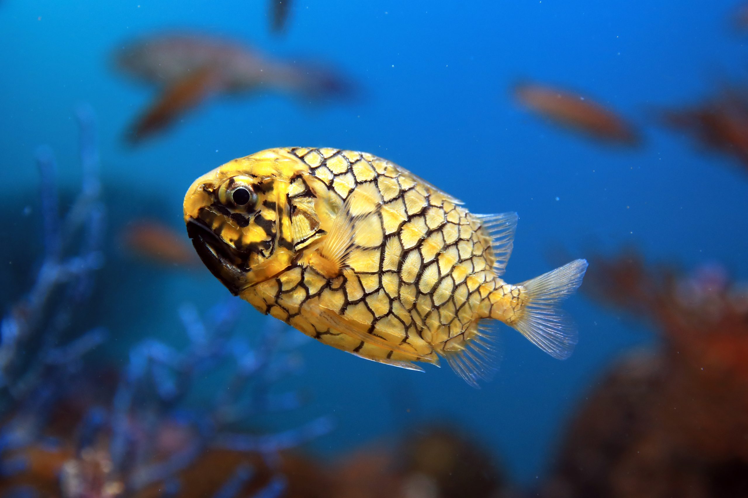 マツカサウオ - 生きもの図鑑 鳥羽水族館