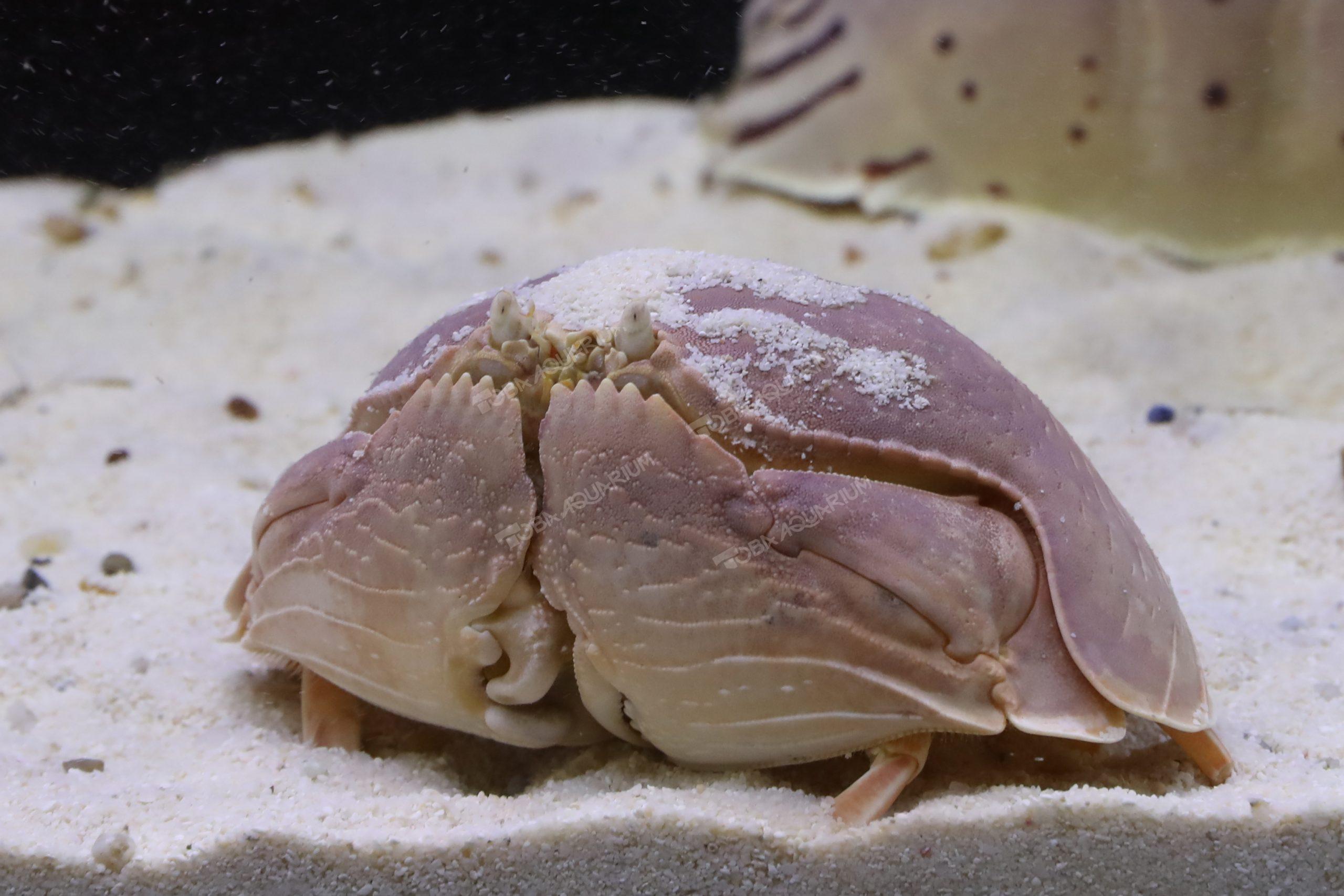 マルソデカラッパ - 生きもの図鑑 鳥羽水族館