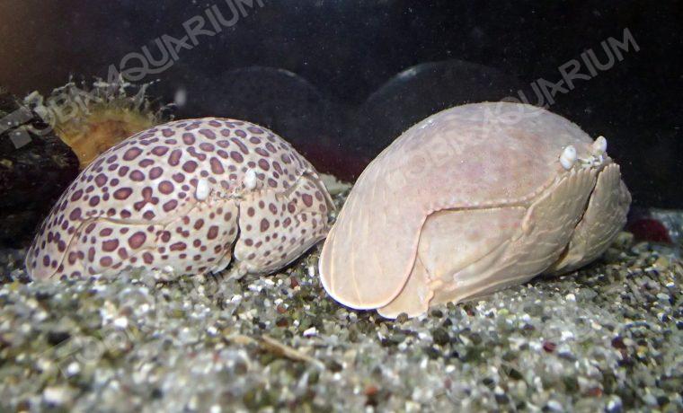 マルソデカラッパ - 生きもの図鑑 鳥羽水族館