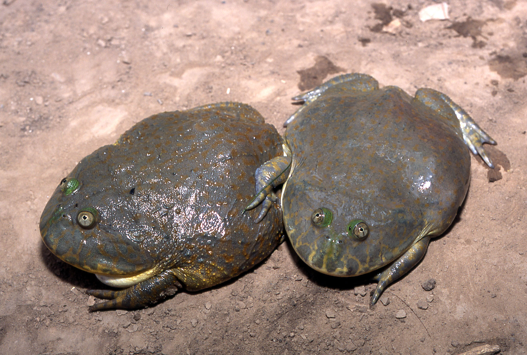 マルメタピオカガエル - 生きもの図鑑 鳥羽水族館