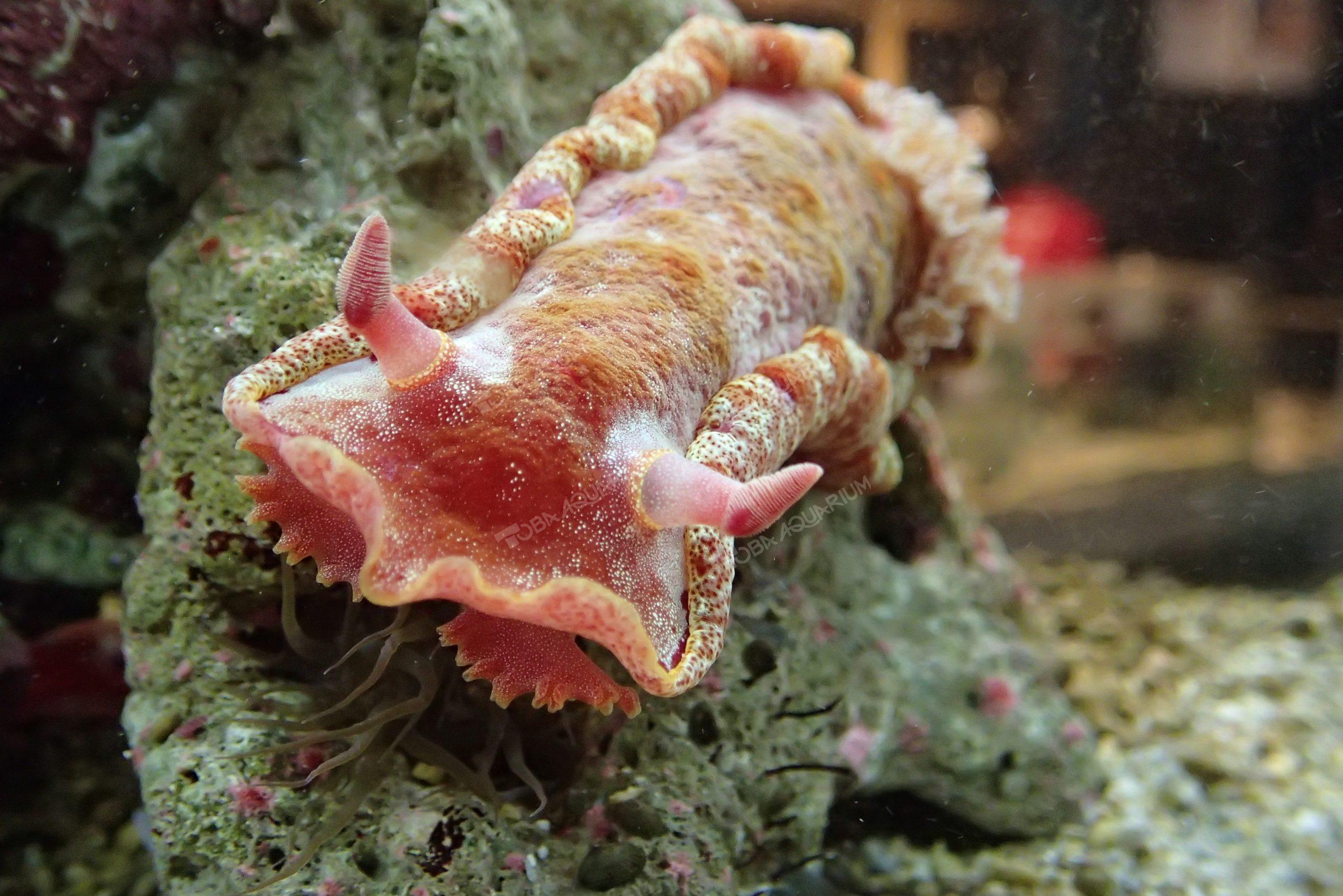 ミカドウミウシ - 生きもの図鑑 鳥羽水族館