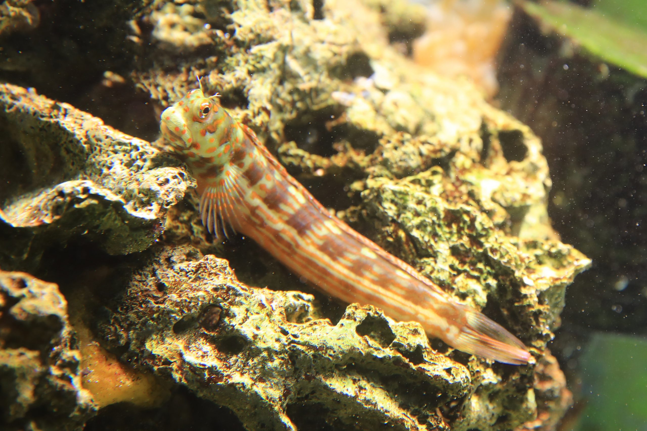 【カエルウオ7】 モンツキカエルウオ - 生きもの図鑑 鳥羽水族館