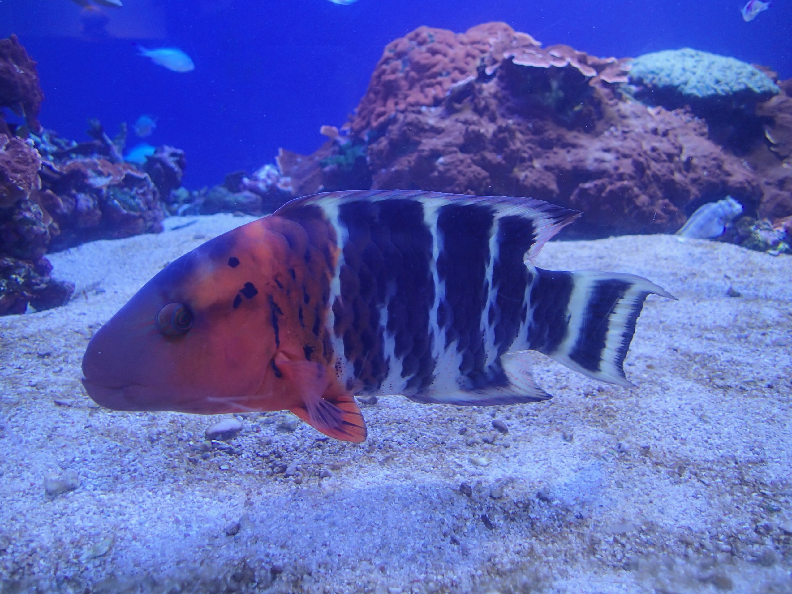 ヤシャベラ-scaled.jpg?v=1645162652