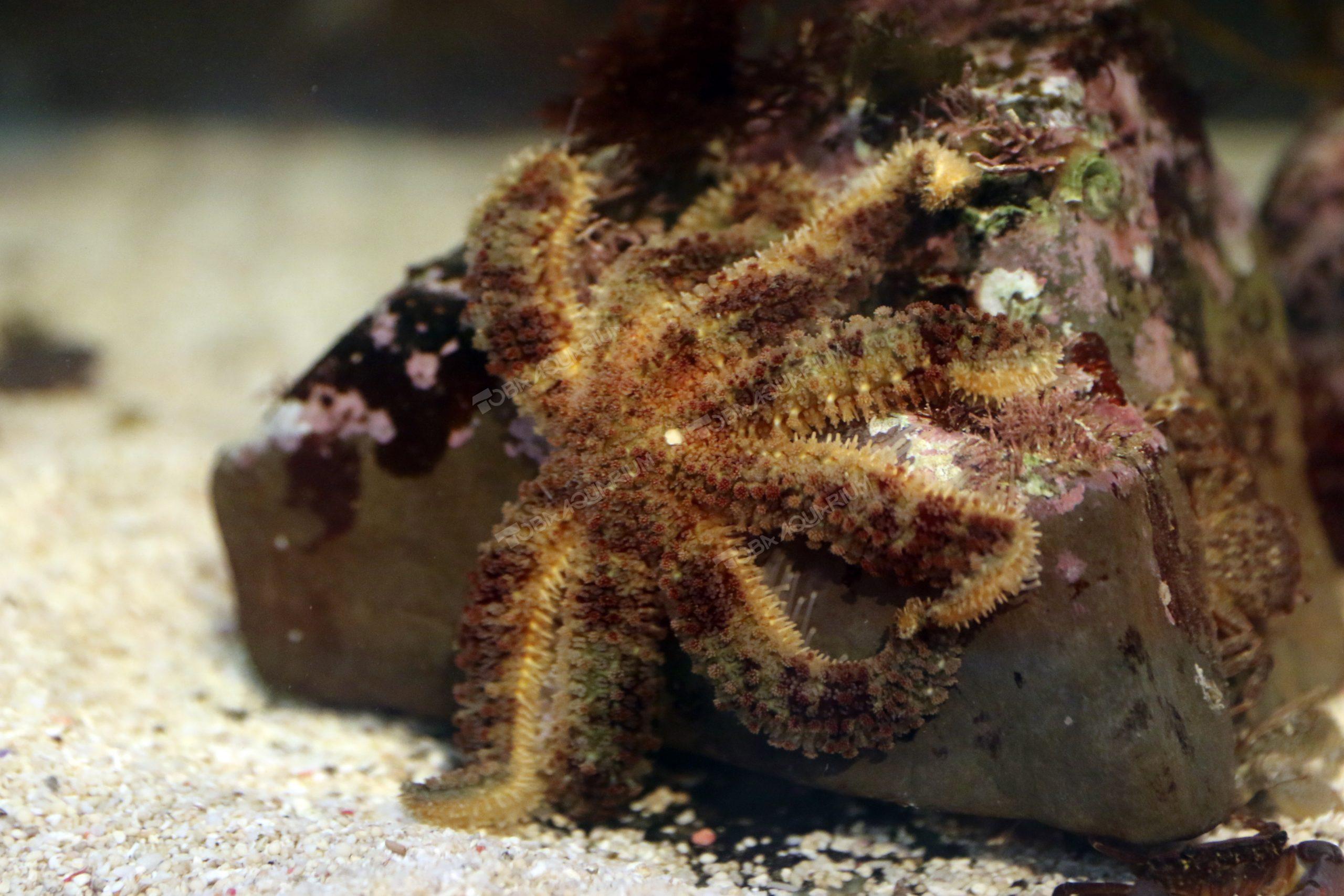 ヒトデ属 ヤツデヒトデ - Wikipedia