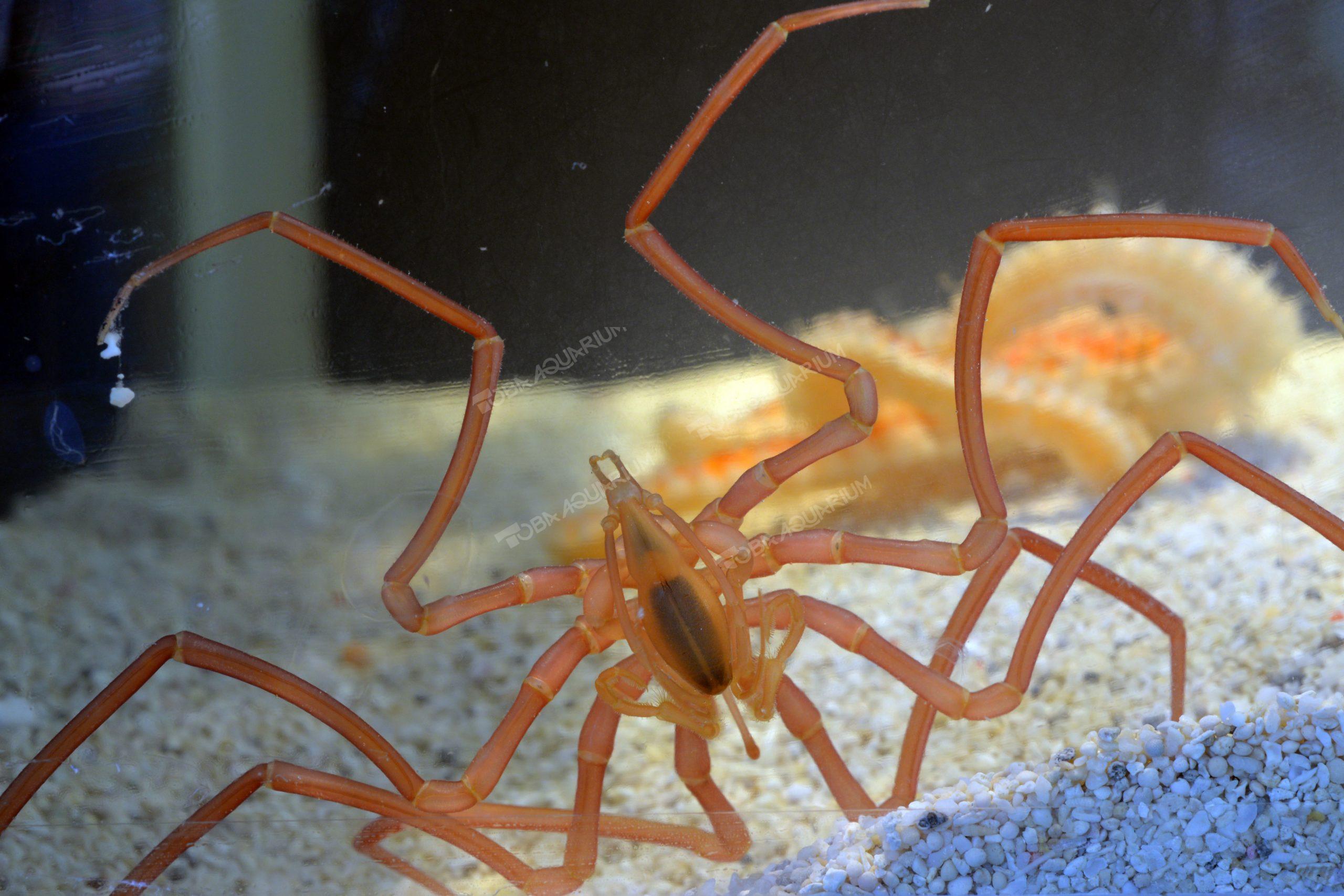 ヤマトトックリウミグモ - 生きもの図鑑 鳥羽水族館