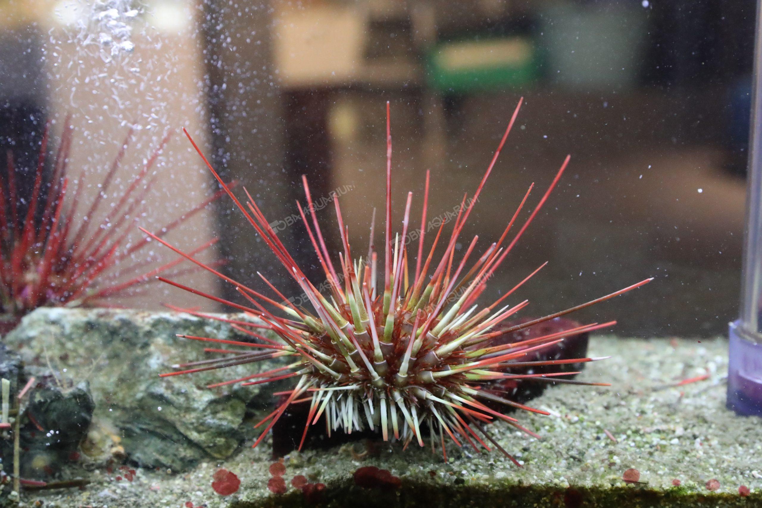 Temnopleurus alexandri アルビノ個体 ウニ 殻 コレクション