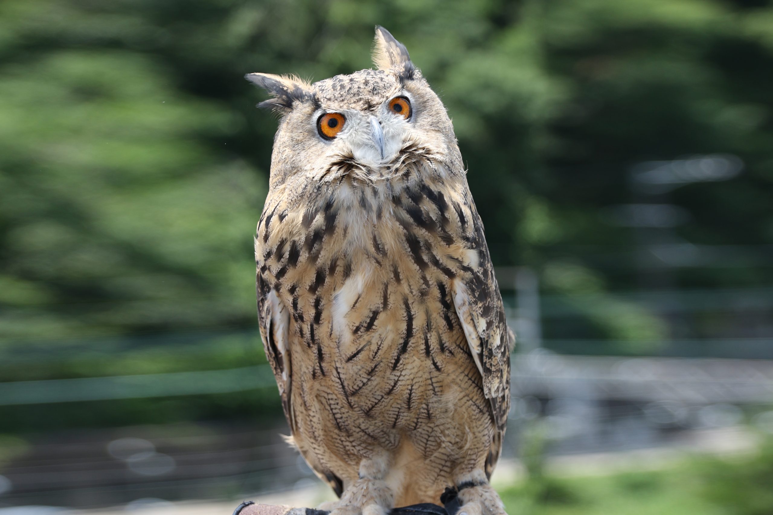 ユーラシアワシミミズク - 生きもの図鑑 鳥羽水族館