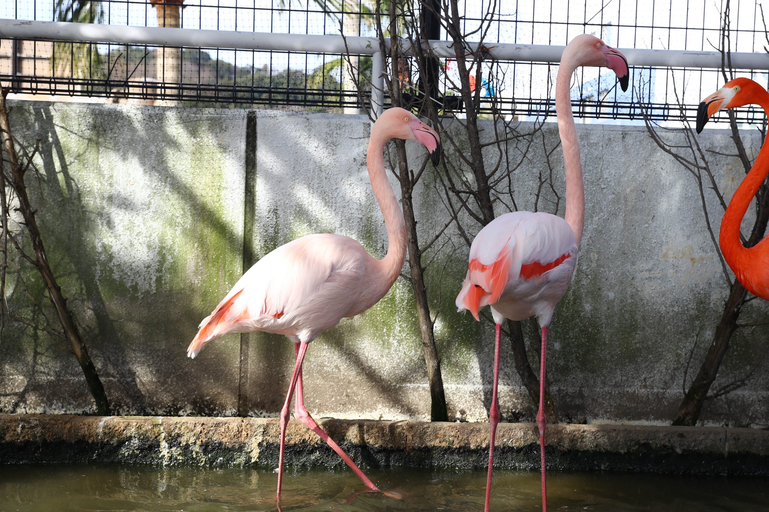 ヨーロッパフラミンゴ - 生きもの図鑑 鳥羽水族館