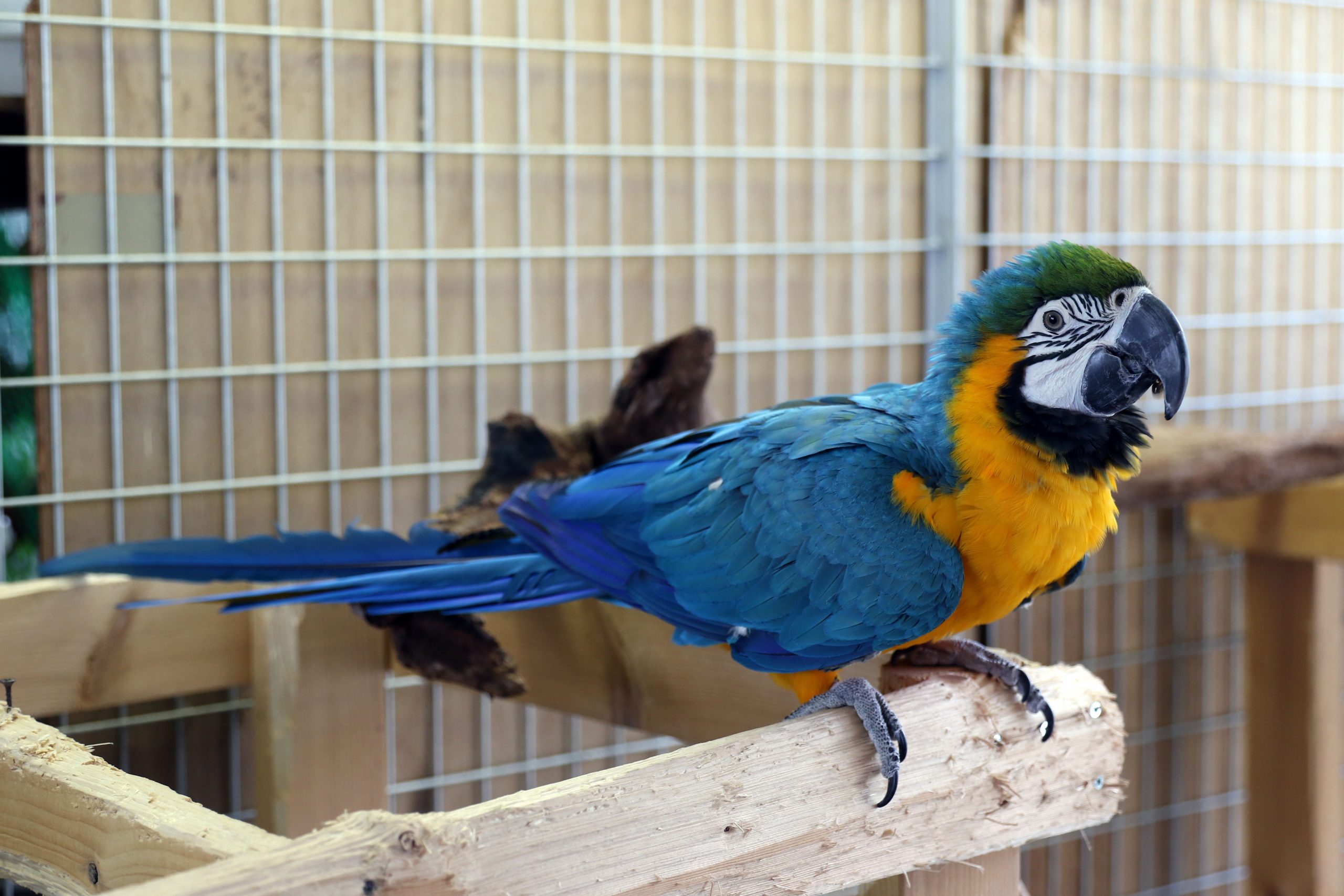 ルリコンゴウインコ - 生きもの図鑑 鳥羽水族館