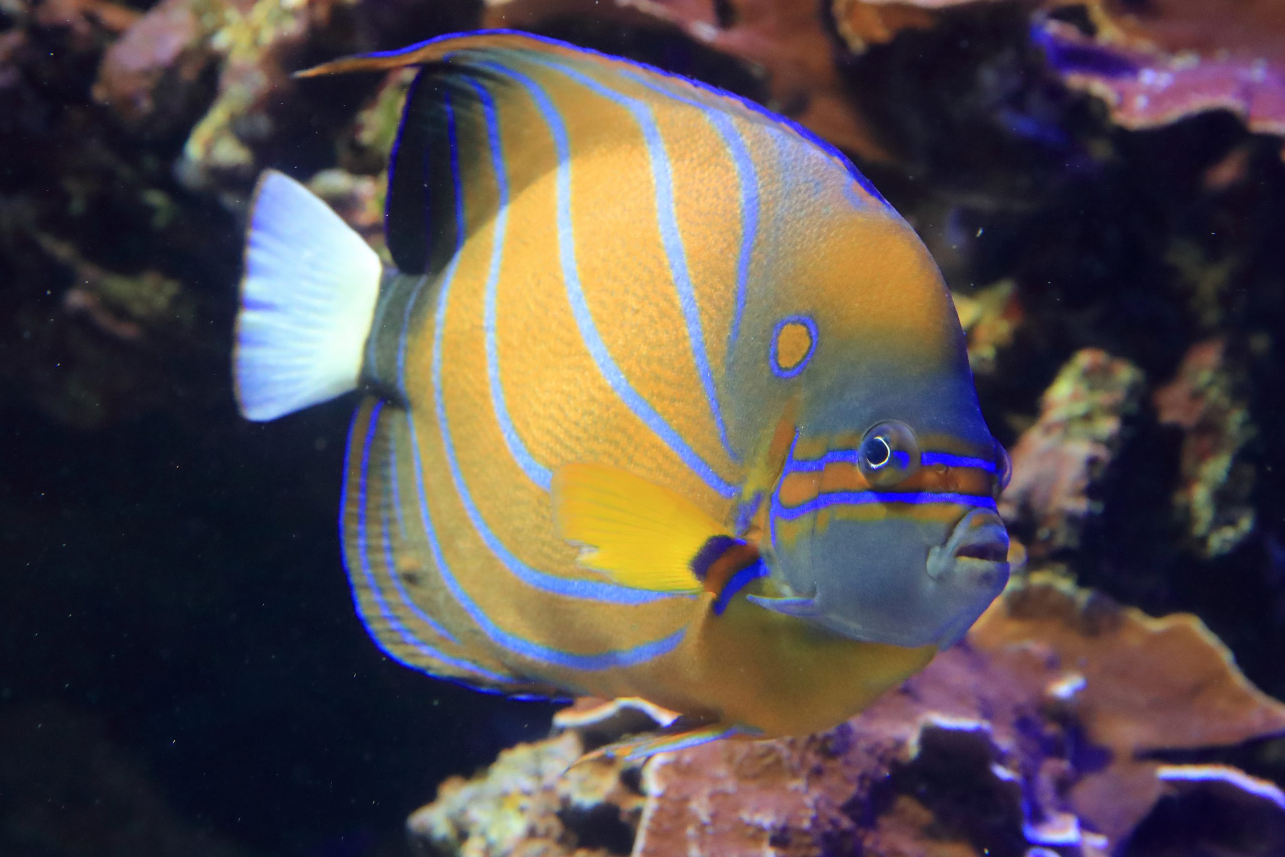 ワヌケヤッコ - 生きもの図鑑 鳥羽水族館