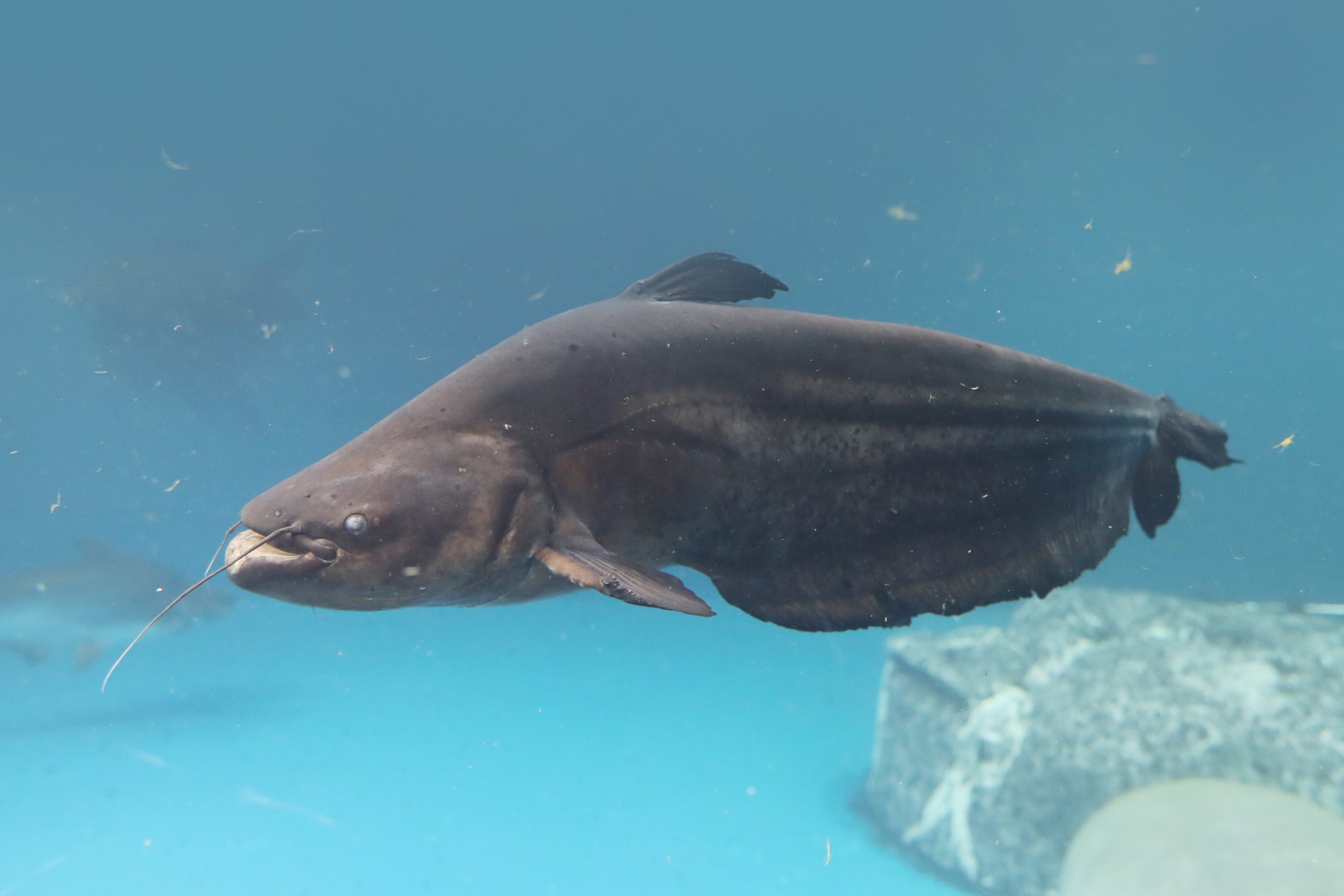 ワイルド　ワラゴ・レーリー ワラゴレーリー - 生きもの図鑑 鳥羽水族館