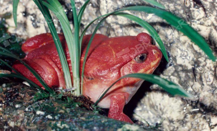 アカトマトガエル - 生きもの図鑑 鳥羽水族館