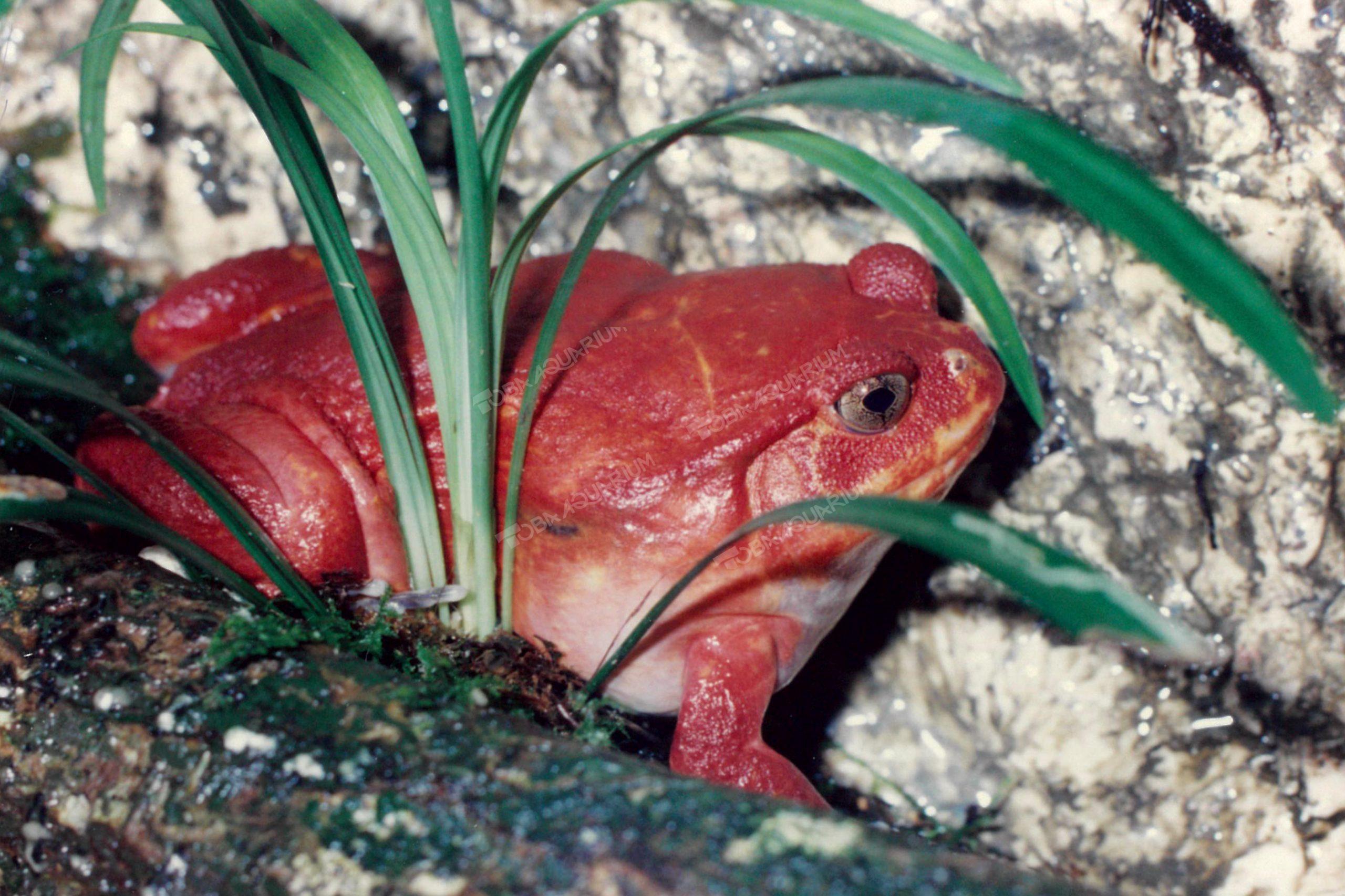 アカトマトガエル - 生きもの図鑑 鳥羽水族館