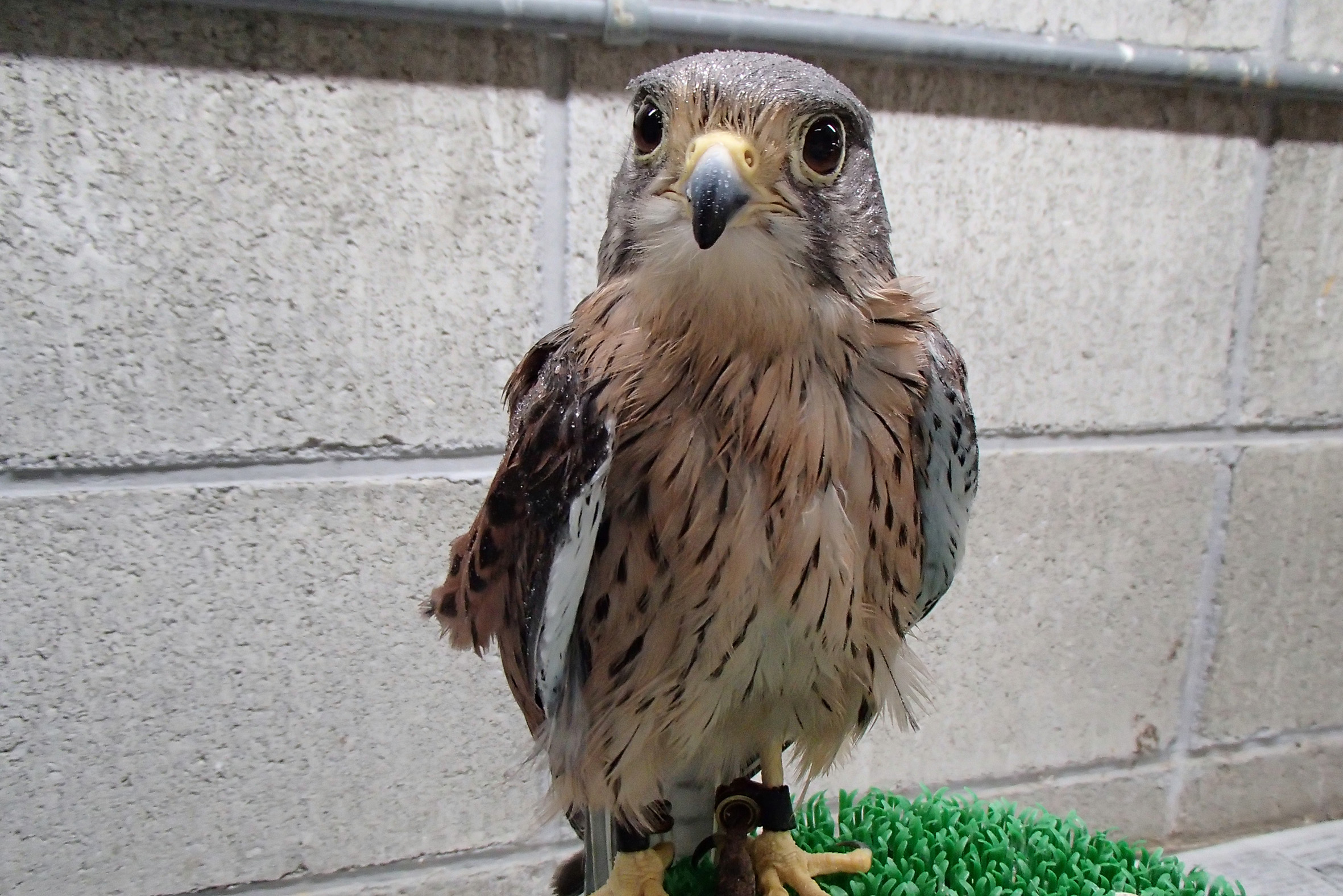 チョウゲンボウ 生きもの図鑑 鳥羽水族館 チョウゲンボウ 生きもの図鑑 鳥羽水族館