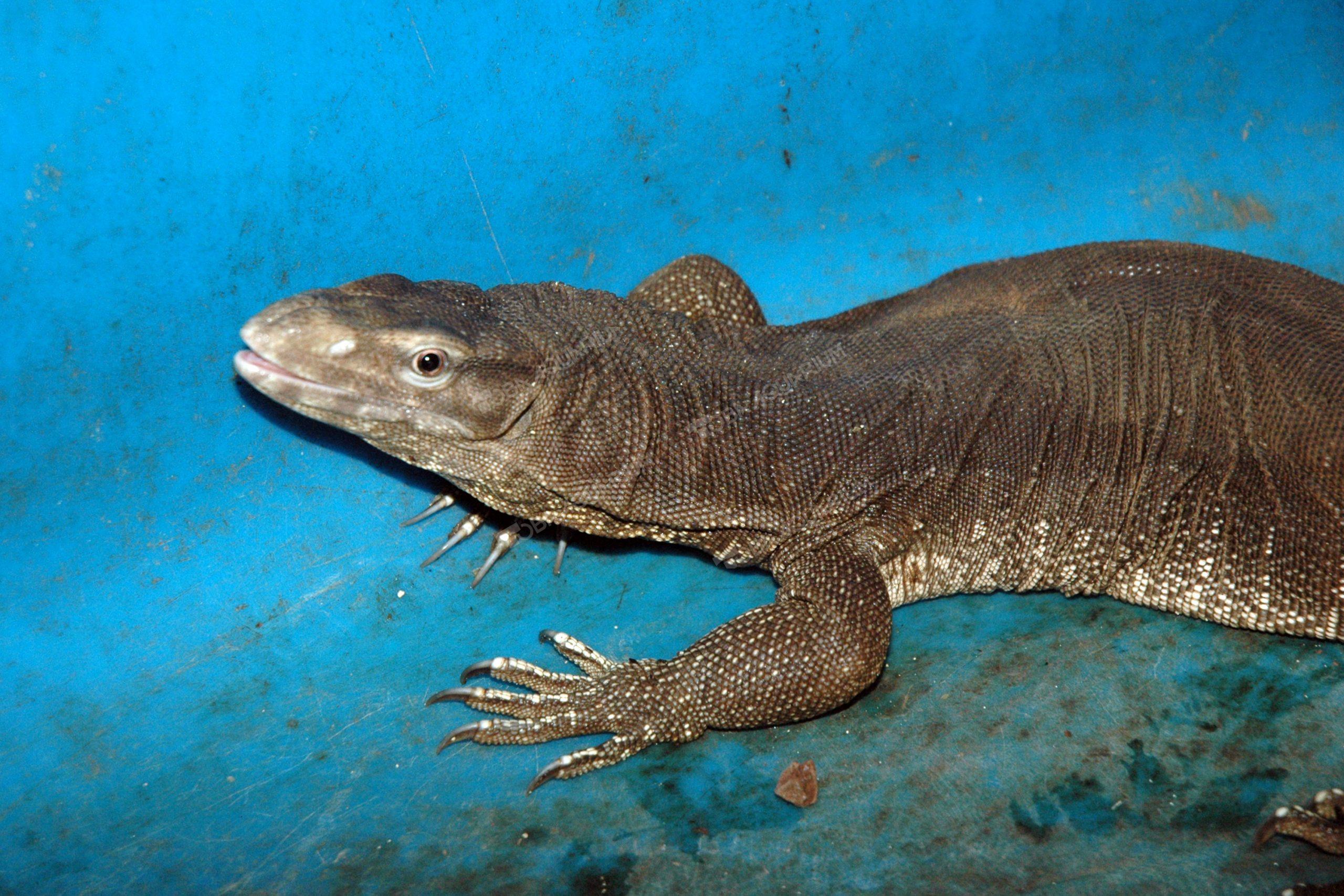 ヒガシベンガルオオトカゲ 生きもの図鑑 鳥羽水族館 ヒガシベンガルオオトカゲ 生きもの図鑑 鳥羽水族館