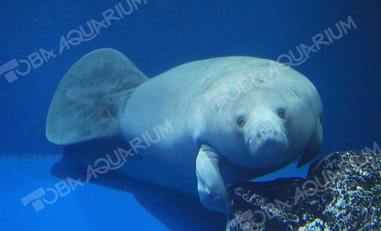 アフリカマナティー - 生きもの図鑑 鳥羽水族館