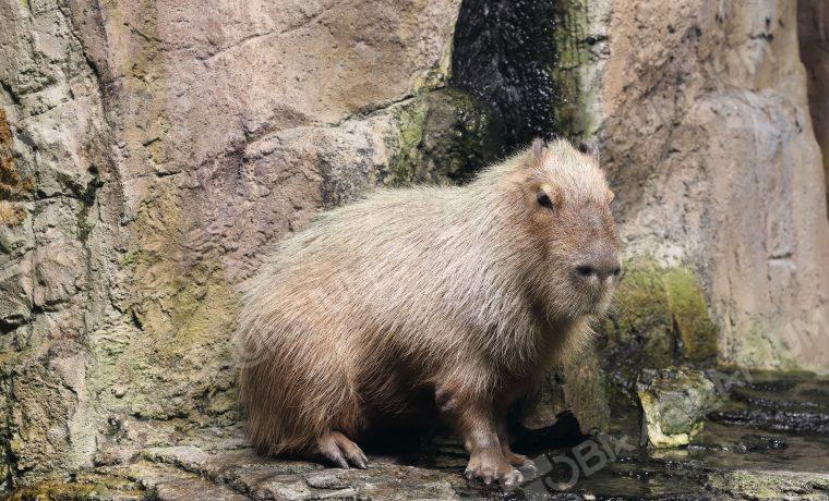 カピバラ - 生きもの図鑑 鳥羽水族館