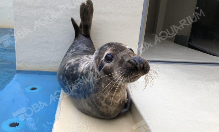 ハイイロアザラシ - 生きもの図鑑 鳥羽水族館