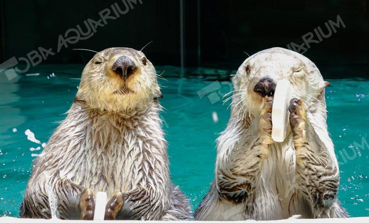 アラスカラッコ - 生きもの図鑑 鳥羽水族館