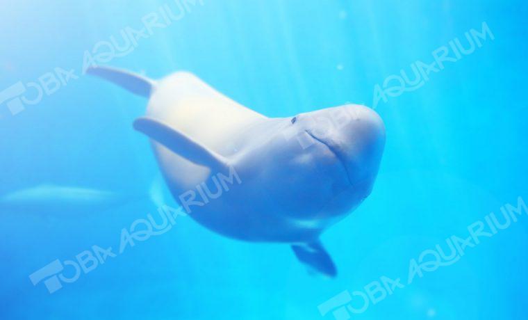 スナメリ 生きもの図鑑 鳥羽水族館 スナメリ 生きもの図鑑 鳥羽水族館