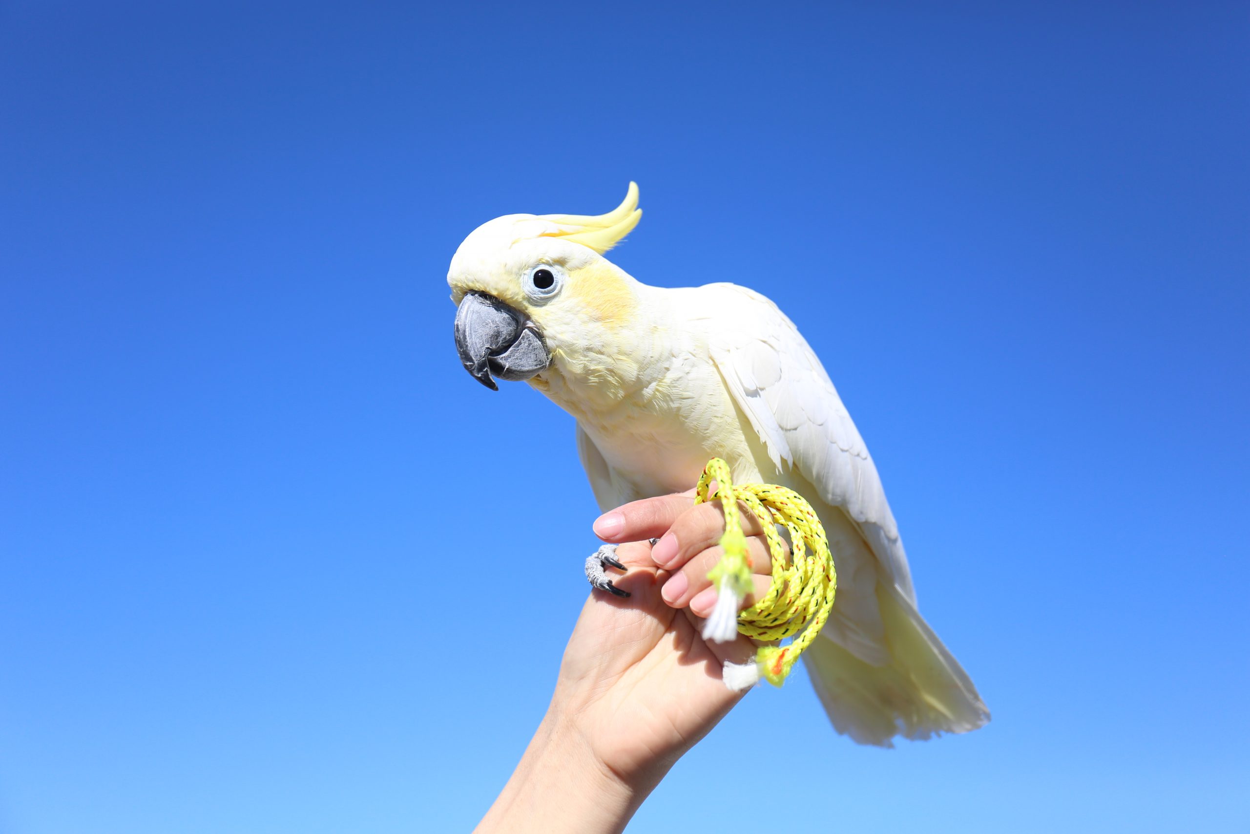 コバタン - 生きもの図鑑 鳥羽水族館