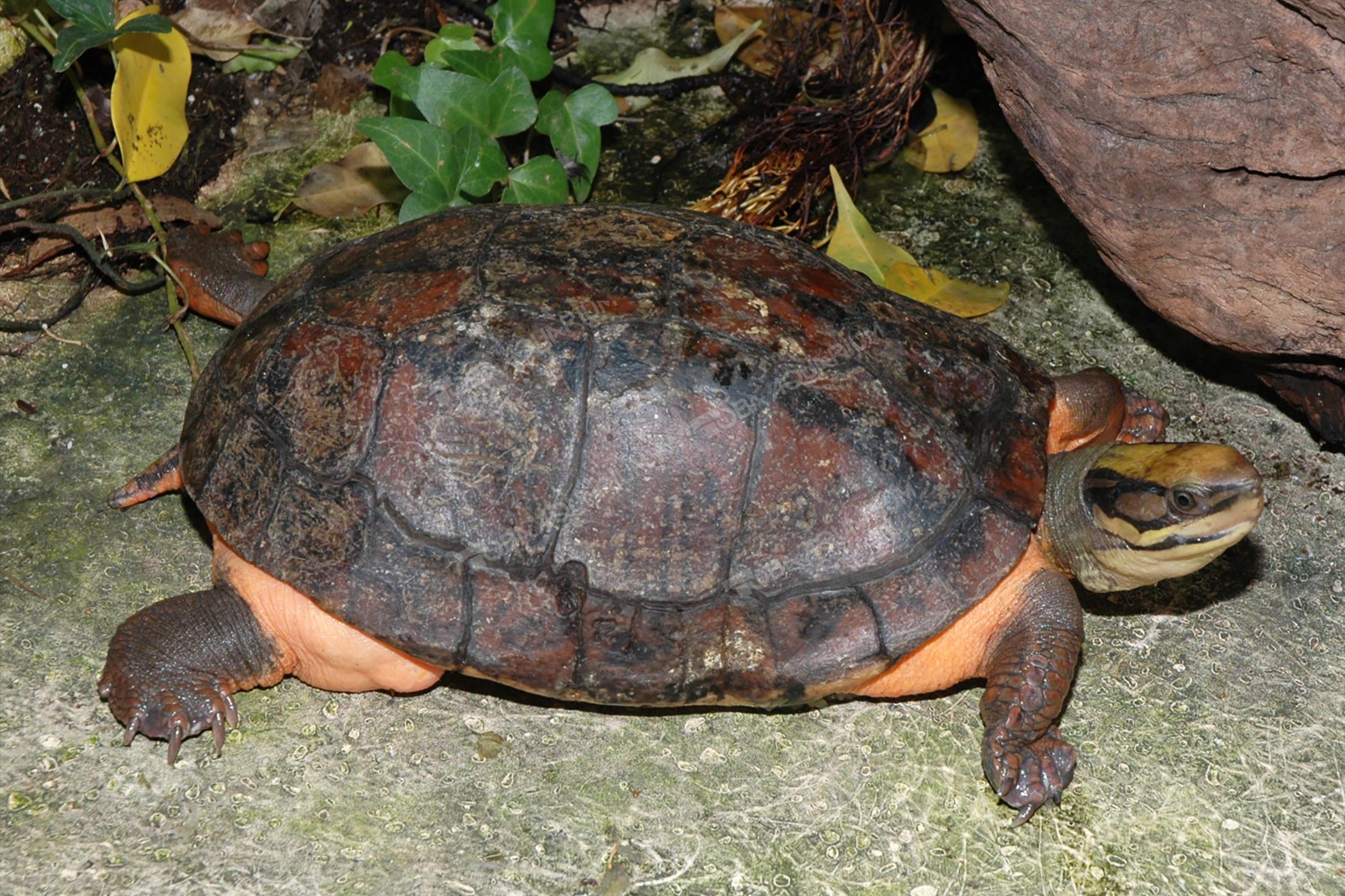 ミスジハコガメ - 生きもの図鑑 鳥羽水族館