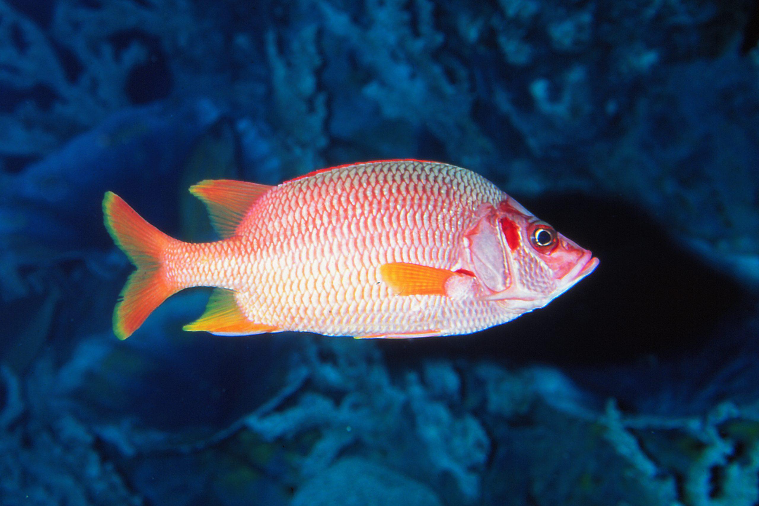 トガリエビス 生きもの図鑑 鳥羽水族館