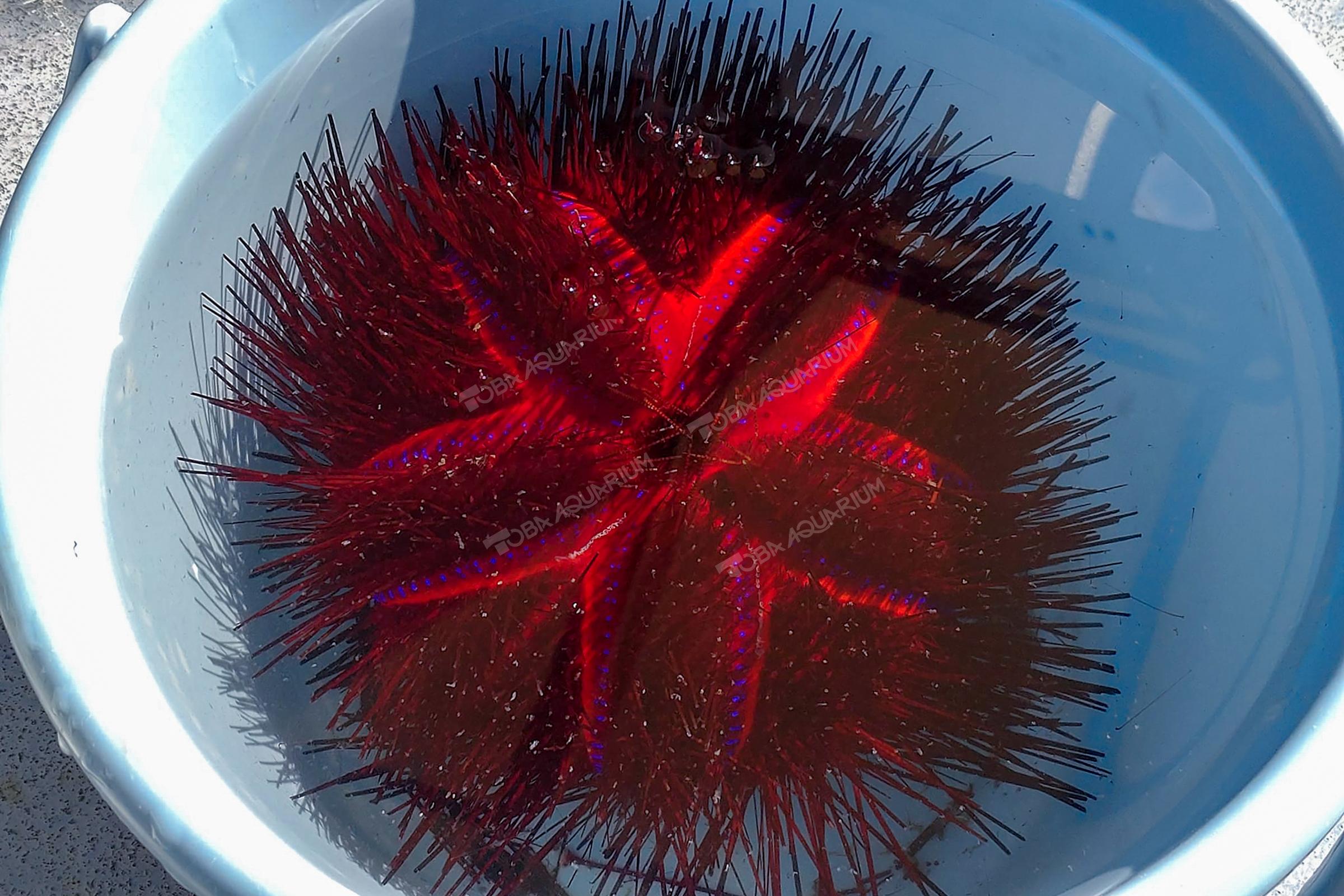 Temnopleurus alexandri　アルビノ個体　ウニ　殻 Temnopleurus alexandri アルビノ個体 ウニ 殻