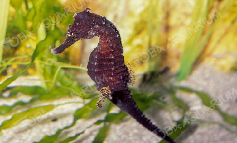オオウミウマ - 生きもの図鑑 鳥羽水族館