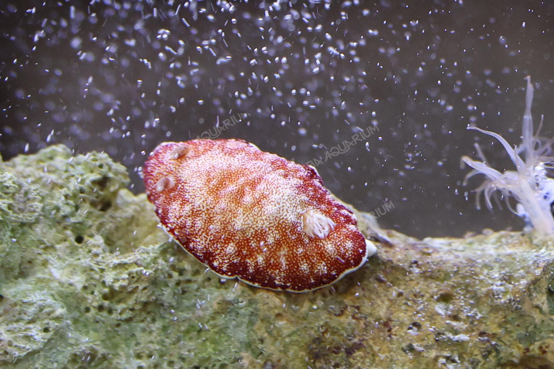 サラサウミウシ - 生きもの図鑑 鳥羽水族館