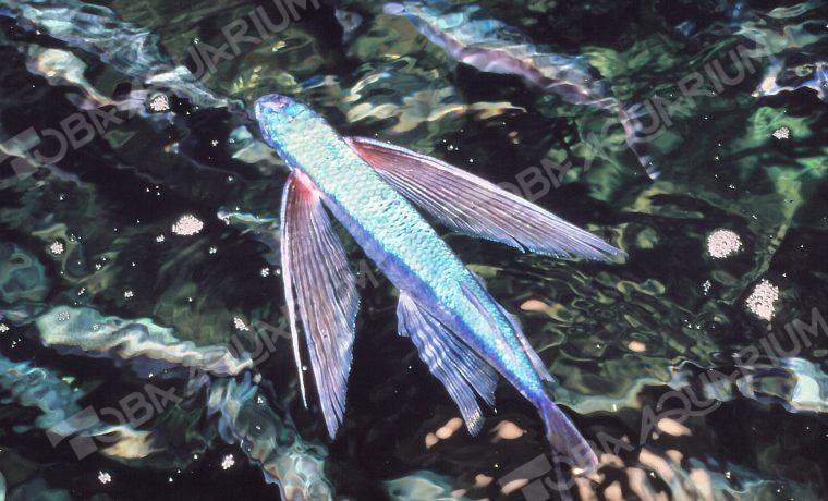 トビウオ - 生きもの図鑑 鳥羽水族館