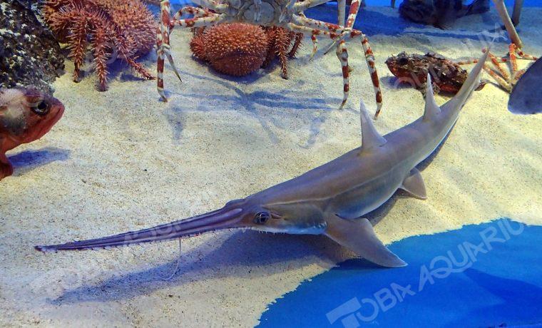 ノコギリザメ - 生きもの図鑑 鳥羽水族館