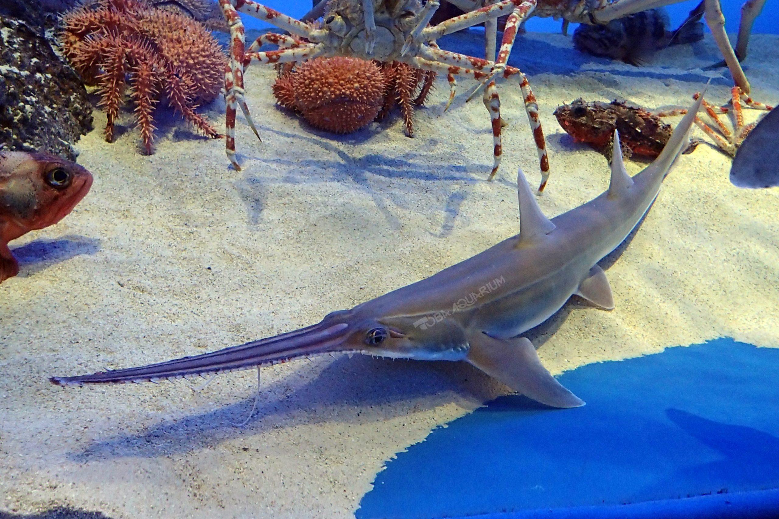 ノコギリザメ - 生きもの図鑑 鳥羽水族館